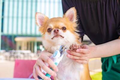 犬に『爪切り』をするときのタブー行為6選　怪我のリスクを減らすために飼い主がすべきことまで