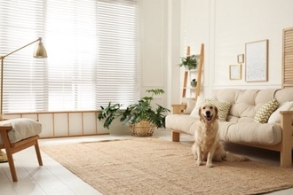犬がいる部屋に置いてはいけないもの6選　絶対NGな理由や安全な部屋づくりのポイントまで