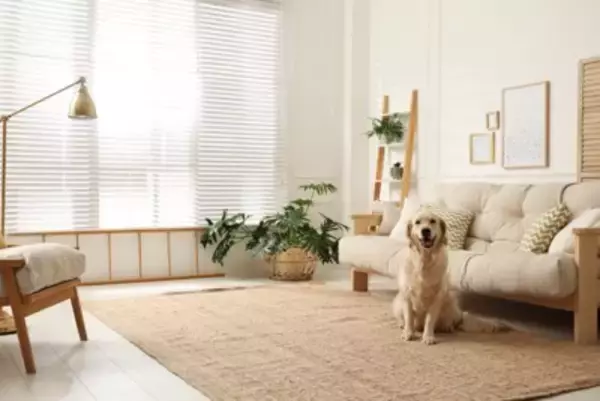 犬がいる部屋に置いてはいけないもの6選　絶対NGな理由や安全な部屋づくりのポイントまで
