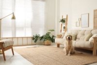 犬がいる部屋に置いてはいけないもの6選　絶対NGな理由や安全な部屋づくりのポイントまで