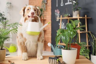 犬がいる部屋に置いてはいけないもの6選　絶対NGな理由や安全な部屋づくりのポイントまで