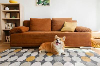 犬がいる部屋に置いてはいけないもの6選　絶対NGな理由や安全な部屋づくりのポイントまで