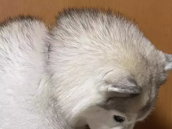 ワクチン接種のために注射をしたハスキー犬→帰宅後にみせた『まさかの落ち込み具合』に3万いいね「予想より落ち込んでたｗ」「めちゃ可愛い」