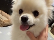 ママに撫でられて嬉しそうな犬→おばあちゃんが試してみると…あからさま過ぎる『態度の違い』が28万再生「思わず吹いたｗｗ」「面白すぎる」