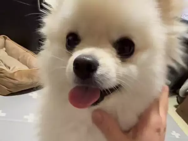 ママに撫でられて嬉しそうな犬→おばあちゃんが試してみると…あからさま過ぎる『態度の違い』が28万再生「思わず吹いたｗｗ」「面白すぎる」