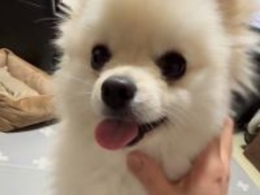 ママに撫でられて嬉しそうな犬→おばあちゃんが試してみると…あからさま過ぎる『態度の違い』が28万再生「思わず吹いたｗｗ」「面白すぎる」