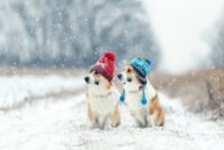 犬が冬に気をつけるべき『病気・怪我』6選　問題を引き起こすNG環境とは？