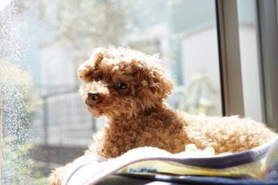 犬が『拗ねてしまった』ときにみせるサイン５選　ふてくされているワンコの行動や機嫌を直す方法まで