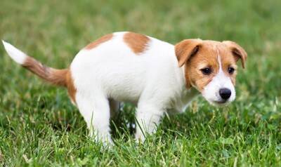 犬の『危険なウンチ』５選　判断する方法や今すぐに病院へ連れて行くべき状態まで