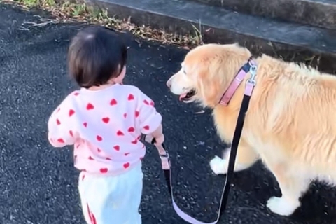 1歳の女の子が大型犬のお散歩に挑戦→『引っ張られるかな』と思いきや…優しすぎる『100点満点の対応』に反響「なんか泣ける」「賢すぎる」