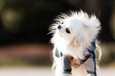 犬が『居心地悪い』と思っているときの行動7つ　見逃したくないサインや快適な環境づくりまで