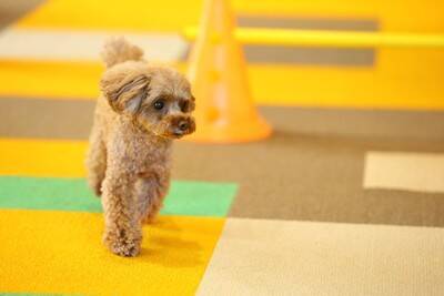 犬が『居心地悪い』と思っているときの行動7つ　見逃したくないサインや快適な環境づくりまで