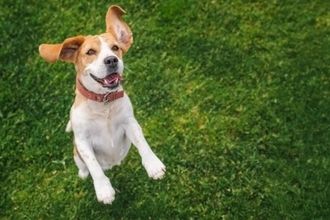 犬が『興奮している』ときにする仕草や行動4つ　大はしゃぎしてしまう理由とは？