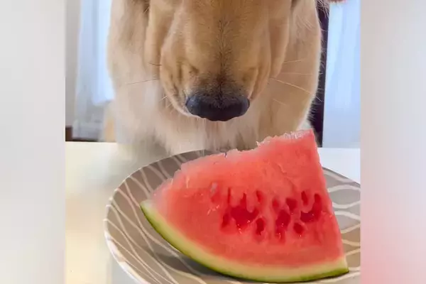 スイカの食べ方を忘れてしまった大型犬→困っていたら、娘が食べ方を教えてあげて…『思い出す瞬間』に反響「困り顔かわいいｗ」「子どもみたい」