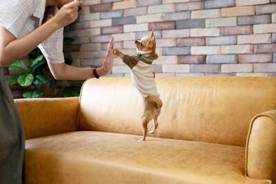 犬が『急にダッシュする』心理4つ　部屋の中で大興奮してしまう理由や落ち着かせる方法まで