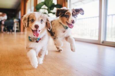犬が『急にダッシュする』心理4つ　部屋の中で大興奮してしまう理由や落ち着かせる方法まで