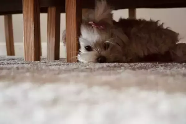 犬が『狭い場所』を好む理由4つ　ソファや家具の下から出てこないときの適切な対応まで