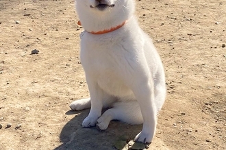 ドッグランに遊びに来た子犬→『全然走らないな』と思い、顔を見たら…まさかの『ドヤっている表情』に18万いいね「満足げで草」「最高すぎる」