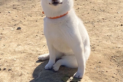 ドッグランに遊びに来た子犬→『全然走らないな』と思い、顔を見たら…まさかの『ドヤっている表情』に18万いいね「満足げで草」「最高すぎる」