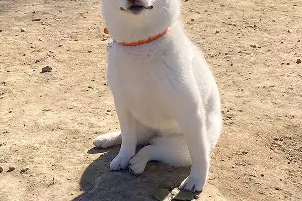 ドッグランに遊びに来た子犬→『全然走らないな』と思い、顔を見たら…まさかの『ドヤっている表情』に18万いいね「満足げで草」「最高すぎる」