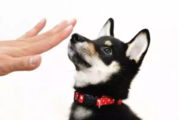 犬に『ダメ』を教えるときの間違ったしつけ4選　正しい叱り方とは？愛犬に伝わりやすい指示の出し方まで