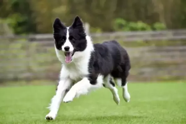 『賢い』といわれている犬種5選　知能は人間だと何歳ぐらいなの？IQが高いワンコに適切なしつけ方まで