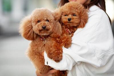 『賢い』といわれている犬種5選　知能は人間だと何歳ぐらいなの？IQが高いワンコに適切なしつけ方まで