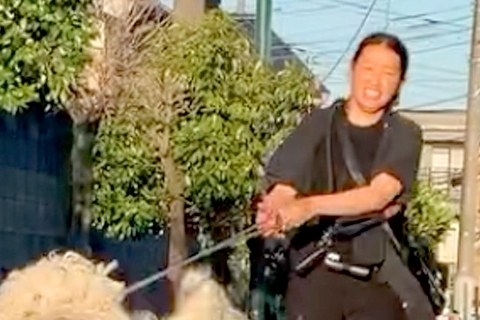 日本に2頭しか存在しないと言われる『超大型のモップ犬』→思わず二度見する『大迫力の散歩』が171万再生「図鑑でしか見たことない」「触りたい」