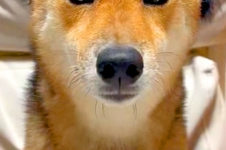 ハロウィン用に買った『カチューシャ』を犬に装着してみた結果→似合いすぎている光景と『まさかの表情』に爆笑「完璧ｗ」「ちゃんと悪い顔で草」