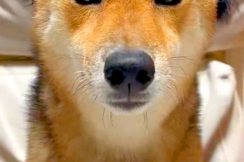 ハロウィン用に買った『カチューシャ』を犬に装着してみた結果→似合いすぎている光景と『まさかの表情』に爆笑「完璧ｗ」「ちゃんと悪い顔で草」