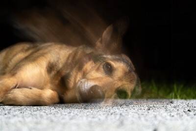 亡くなった愛犬に関する超自然現象は飼い主の心を慰めるという研究結果　アメリカの大学教授による発表