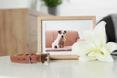 亡くなった愛犬に関する超自然現象は飼い主の心を慰めるという研究結果　アメリカの大学教授による発表