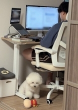 仕事中のパパに遊んでほしい犬→気づいてもらえなくて…椅子の下でしていた『まさかの反応』に27万いいね「切なさと尊さが…」「可愛すぎる」