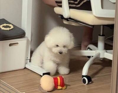 仕事中のパパに遊んでほしい犬→気づいてもらえなくて…椅子の下でしていた『まさかの反応』に27万いいね「切なさと尊さが…」「可愛すぎる」