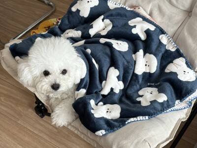 仕事中のパパに遊んでほしい犬→気づいてもらえなくて…椅子の下でしていた『まさかの反応』に27万いいね「切なさと尊さが…」「可愛すぎる」