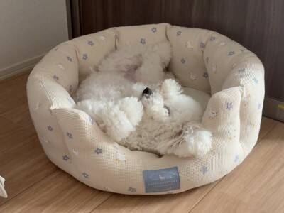 仕事中のパパに遊んでほしい犬→気づいてもらえなくて…椅子の下でしていた『まさかの反応』に27万いいね「切なさと尊さが…」「可愛すぎる」