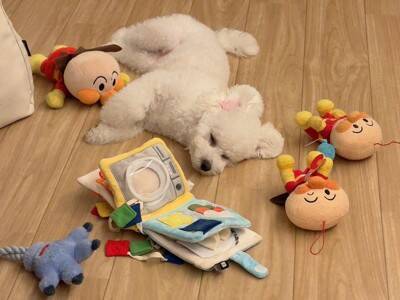 仕事中のパパに遊んでほしい犬→気づいてもらえなくて…椅子の下でしていた『まさかの反応』に27万いいね「切なさと尊さが…」「可愛すぎる」