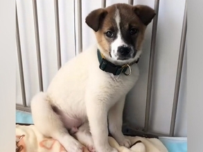 怖がり震えが止まらない『元野犬の赤ちゃん』を引き取った結果…思わず感動する『1年間の記録』が54万再生「泣いた…」「幸せになって」