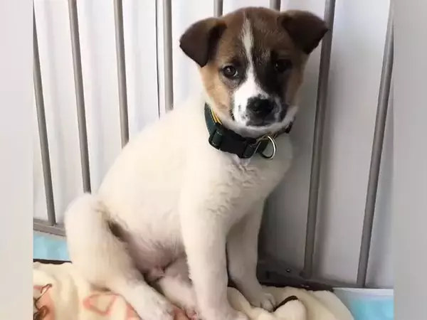 怖がり震えが止まらない『元野犬の赤ちゃん』を引き取った結果…思わず感動する『1年間の記録』が54万再生「泣いた…」「幸せになって」