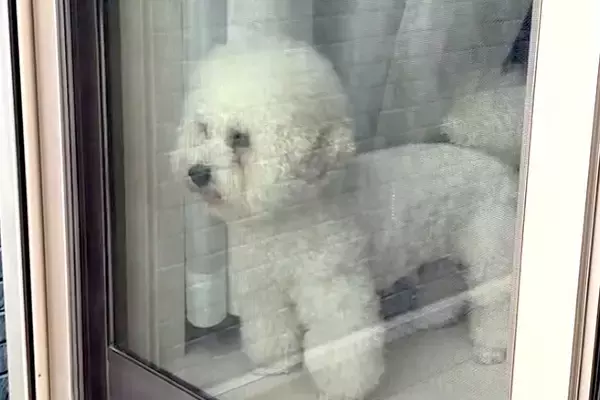 買い物に出かけ帰宅したら、窓から犬が見ていて…気付いた瞬間に見せた『おかえりなさいの儀式』が話題「乱舞」「真顔がおもしろ可愛いｗ」