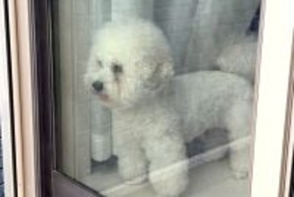 買い物に出かけ帰宅したら、窓から犬が見ていて…気付いた瞬間に見せた『おかえりなさいの儀式』が話題「乱舞」「真顔がおもしろ可愛いｗ」