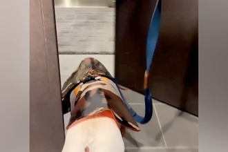 散歩前、ご機嫌な犬→玄関を出た瞬間『雪』が積もっていて…気付いた瞬間の『絶望』が11万再生「真顔やめｗｗｗ」「きれいに滑ってて草」