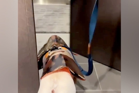 散歩前、ご機嫌な犬→玄関を出た瞬間『雪』が積もっていて…気付いた瞬間の『絶望』が11万再生「真顔やめｗｗｗ」「きれいに滑ってて草」