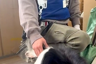 ベランダで工事中の作業員→部屋にいた犬が…もはや仕事にならない『まさかの光景』が話題「絶対集中できないｗｗ」「可愛すぎてギブアップ」