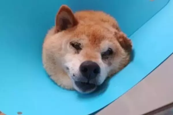 『歩けないなら、安楽死して』交通事故に遭い、下半身不随になった『迷子の老犬』を保護…涙腺崩壊する『1匹の犬の物語』に22万再生の反響