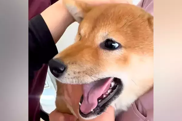 動物病院の注射が大嫌いな犬→一生懸命に頑張って…思わず応援したくなる光景が31万再生「私まで泣きそう」「この世の終わりｗ」エールの声も