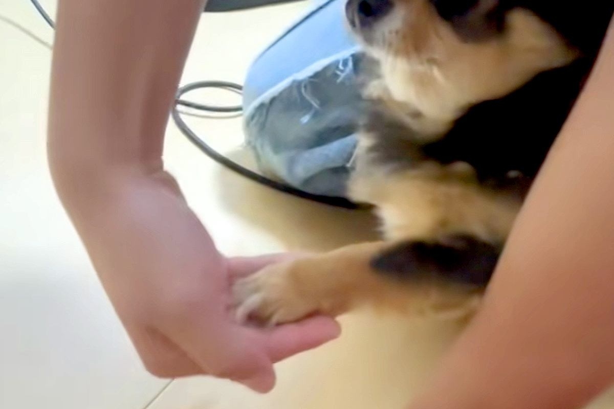 『お手…できちゃったんだが！？』小型犬が咄嗟に手を出した結果→思いがけない『表情』に爆笑「なんで驚く側なのｗｗ」「顔可愛い」と28万再生