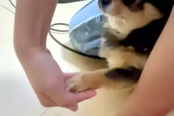 『お手…できちゃったんだが！？』小型犬が咄嗟に手を出した結果→思いがけない『表情』に爆笑「なんで驚く側なのｗｗ」「顔可愛い」と28万再生