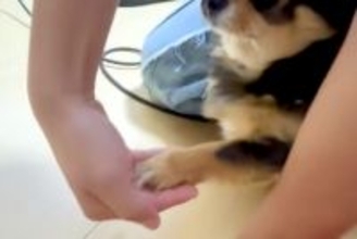 『お手…できちゃったんだが！？』小型犬が咄嗟に手を出した結果→思いがけない『表情』に爆笑「なんで驚く側なのｗｗ」「顔可愛い」と28万再生