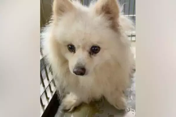 8年間『繁殖犬』として酷使された挙句、捨てられた犬→歩くこともままならない状態で…涙が出る『現在の光景』に反響「よく頑張った」「幸せに」